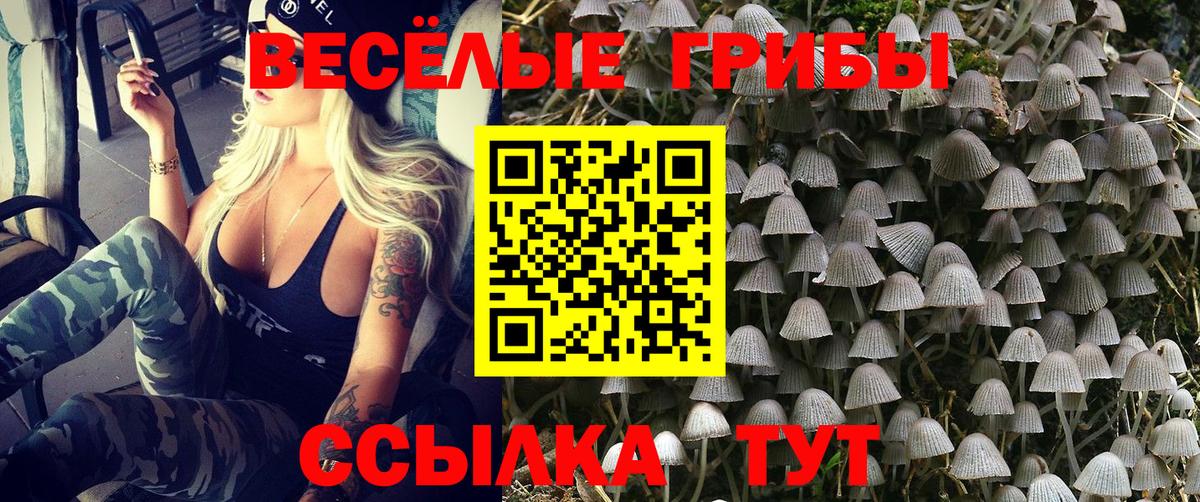 Галлюциногенные грибы Psilocybine cubensis Городец